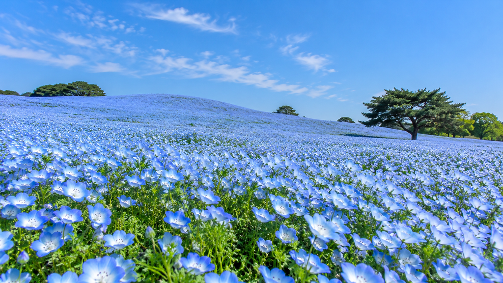 Blue nemophila flowers covering Miharashi Hill at Hitachi Seaside Park in Ibaraki